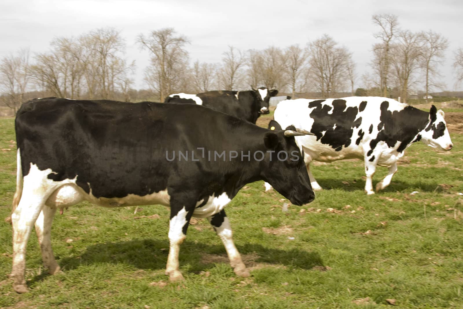 Wisconsin Holstein dairy cows by dcwcreations