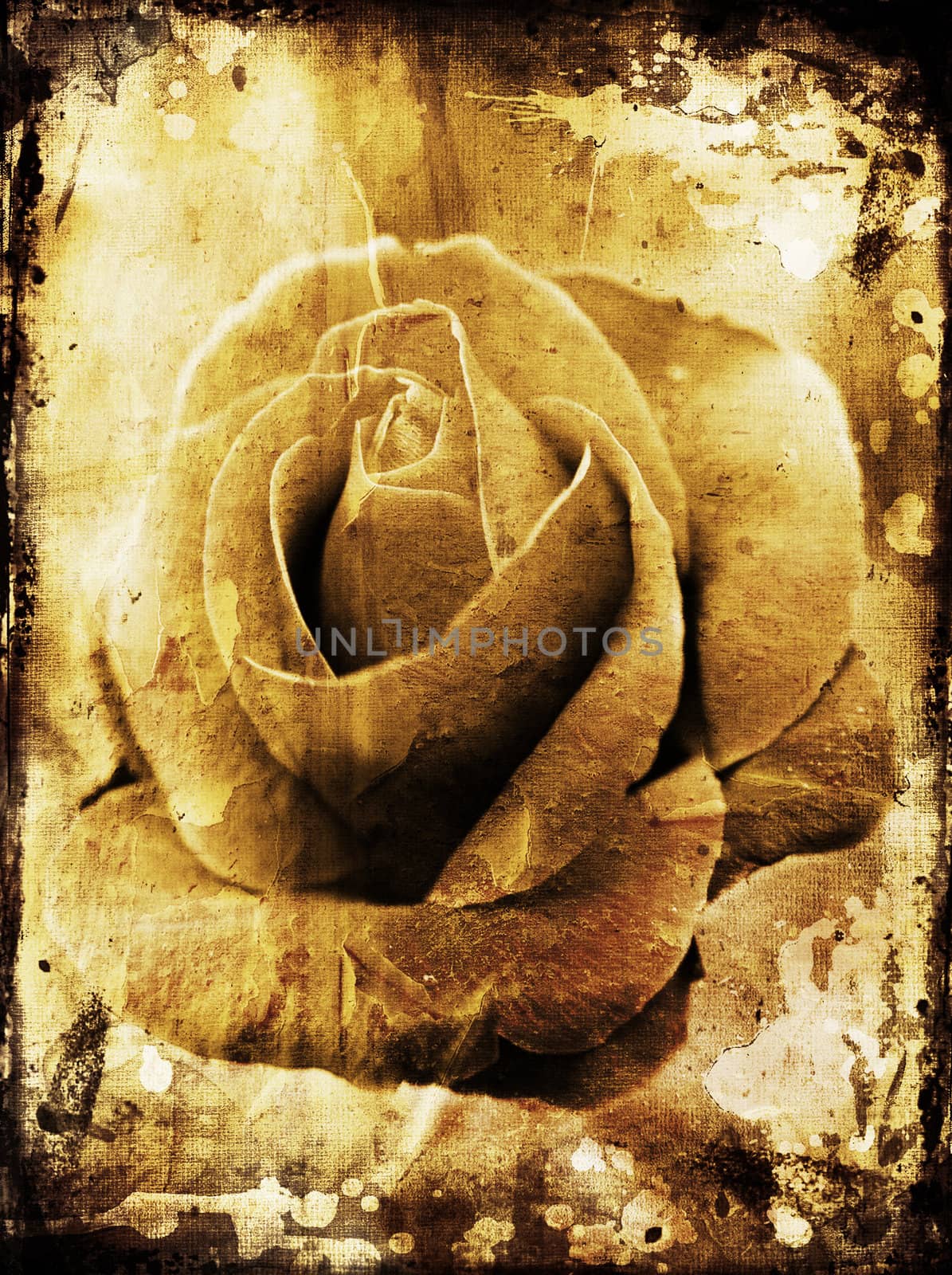 Rose photo on grunge background