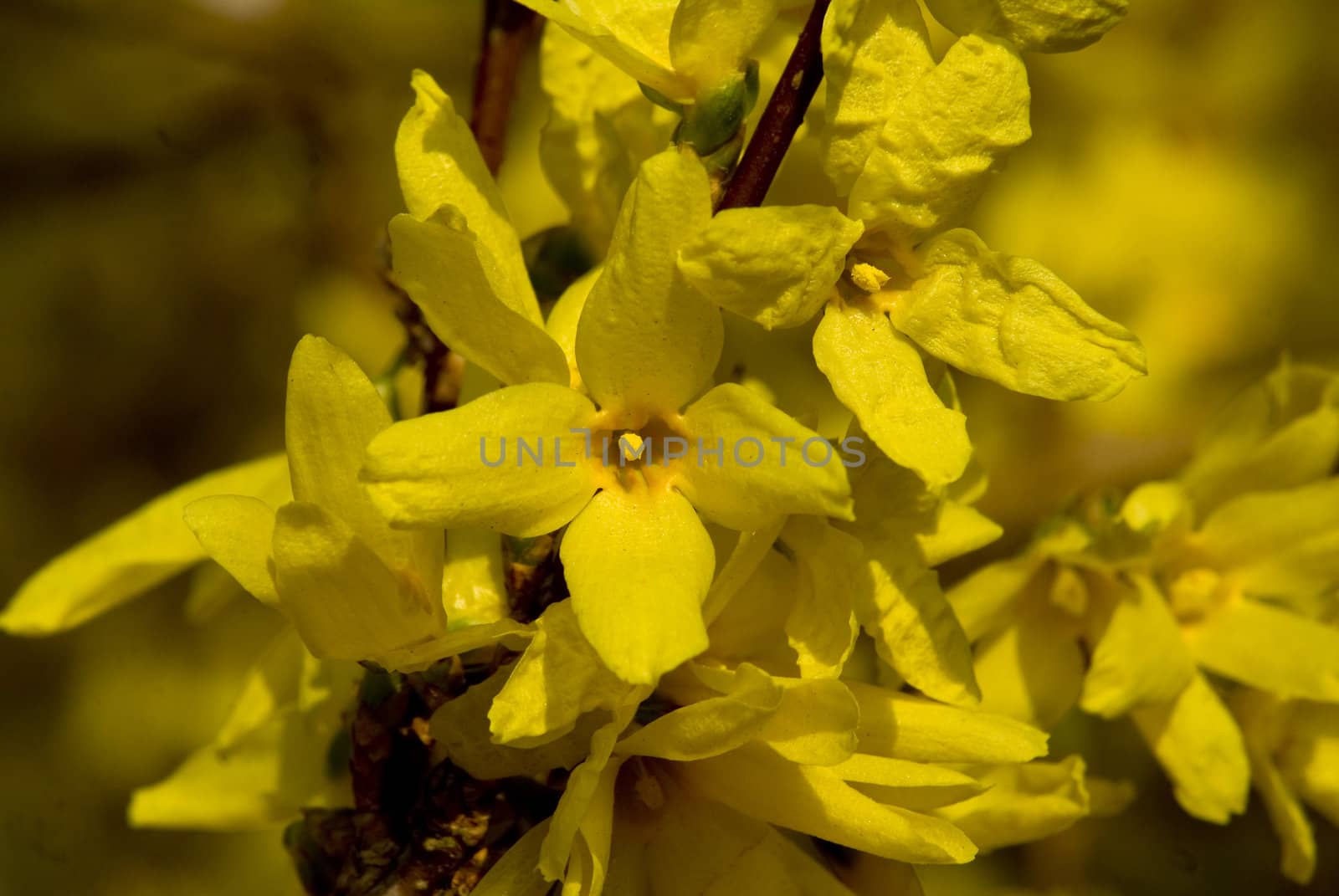 Yellow twig Forsythia by aluminiowy