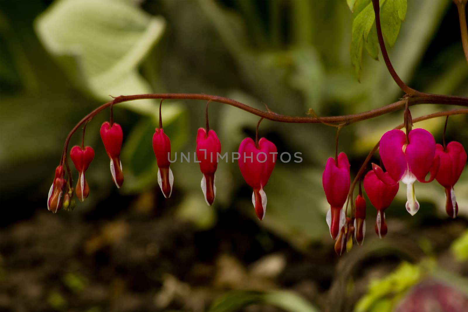 flower heart by aluminiowy