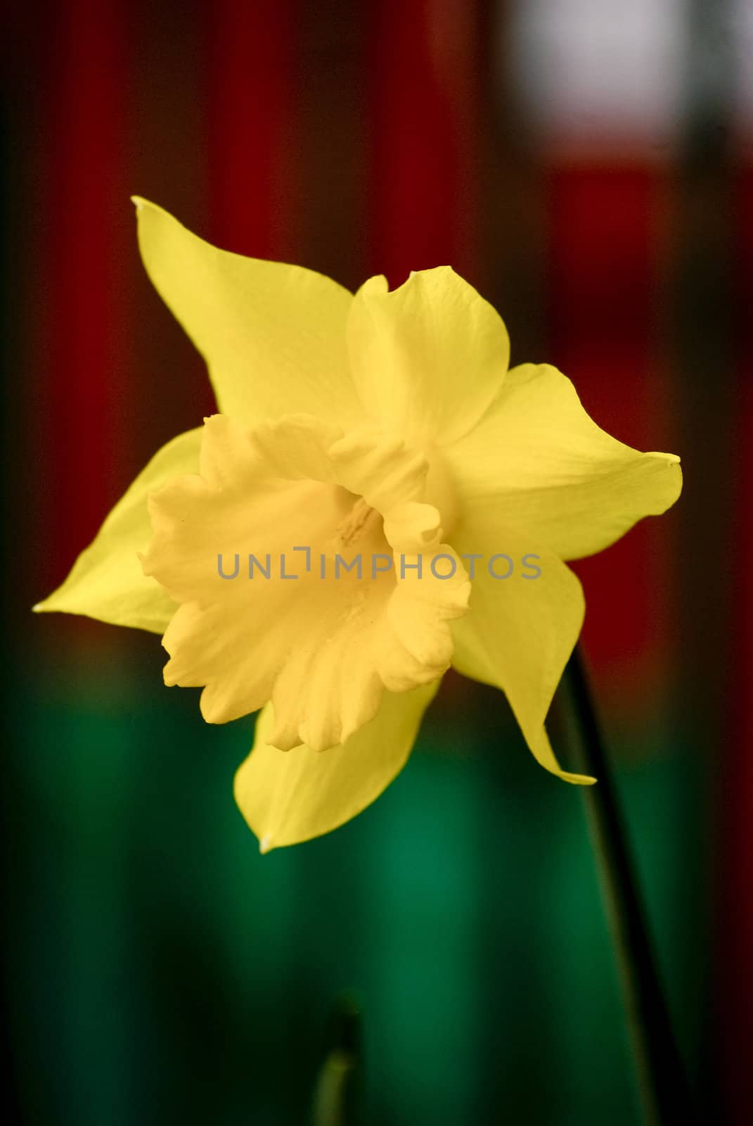 daffodil yellow by aluminiowy