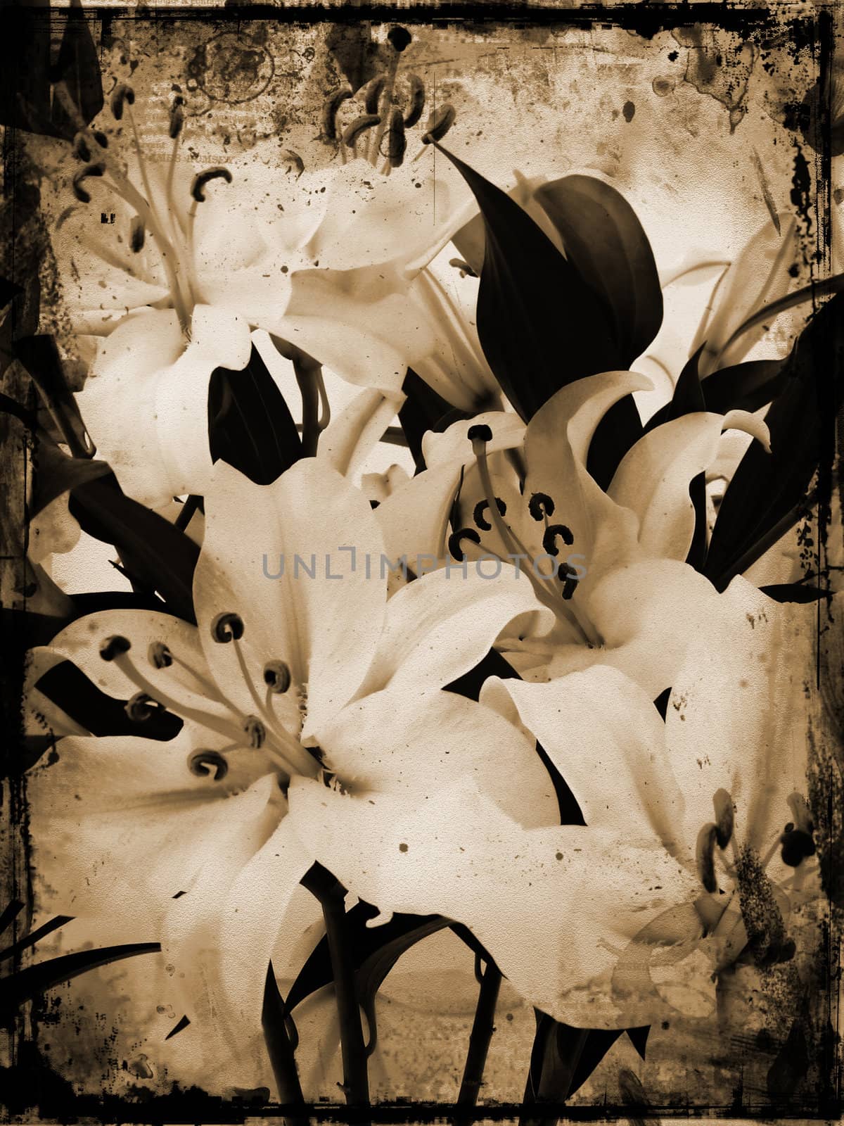 Grunge style image of white lillies