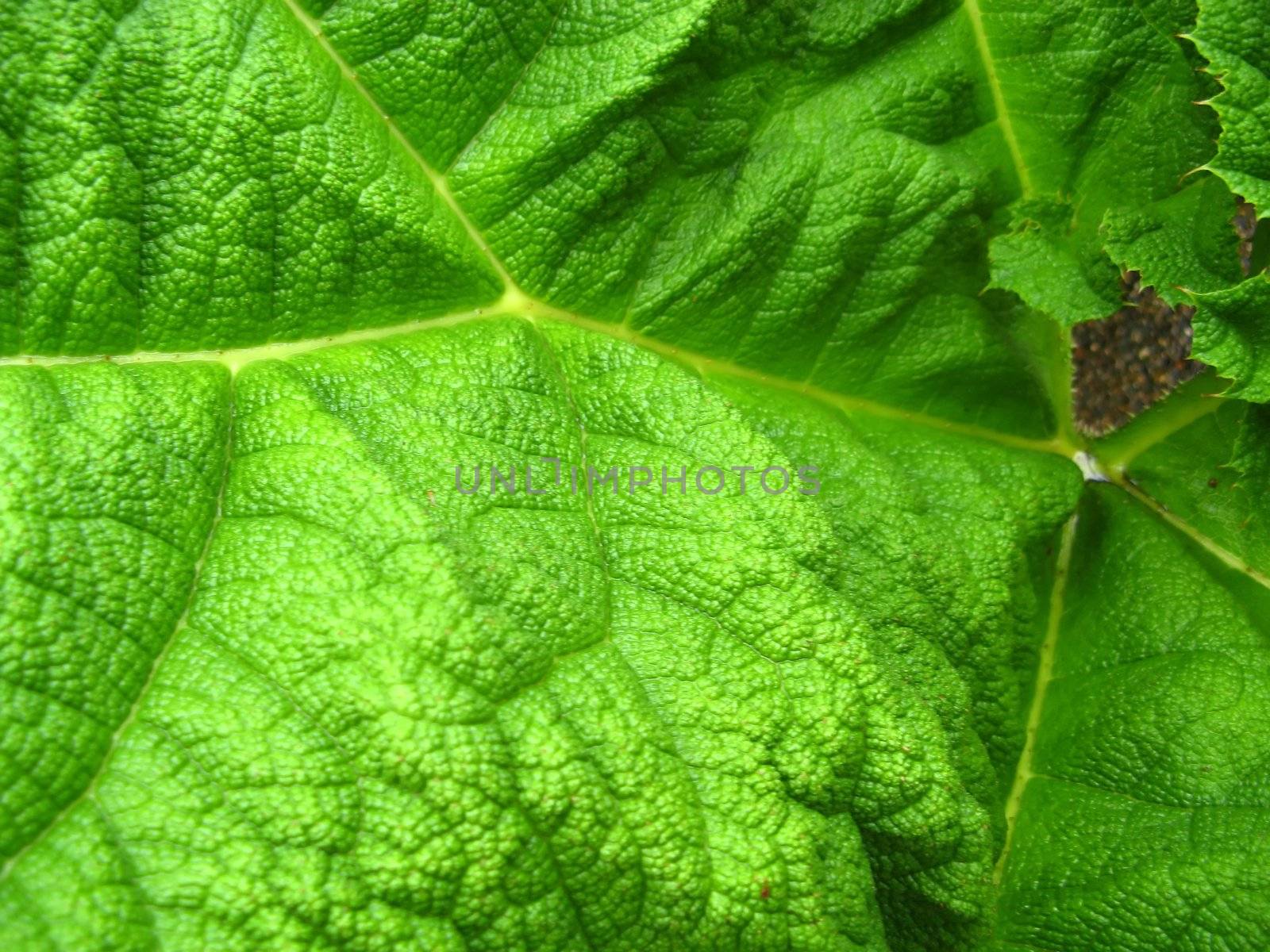 leaf with water drops