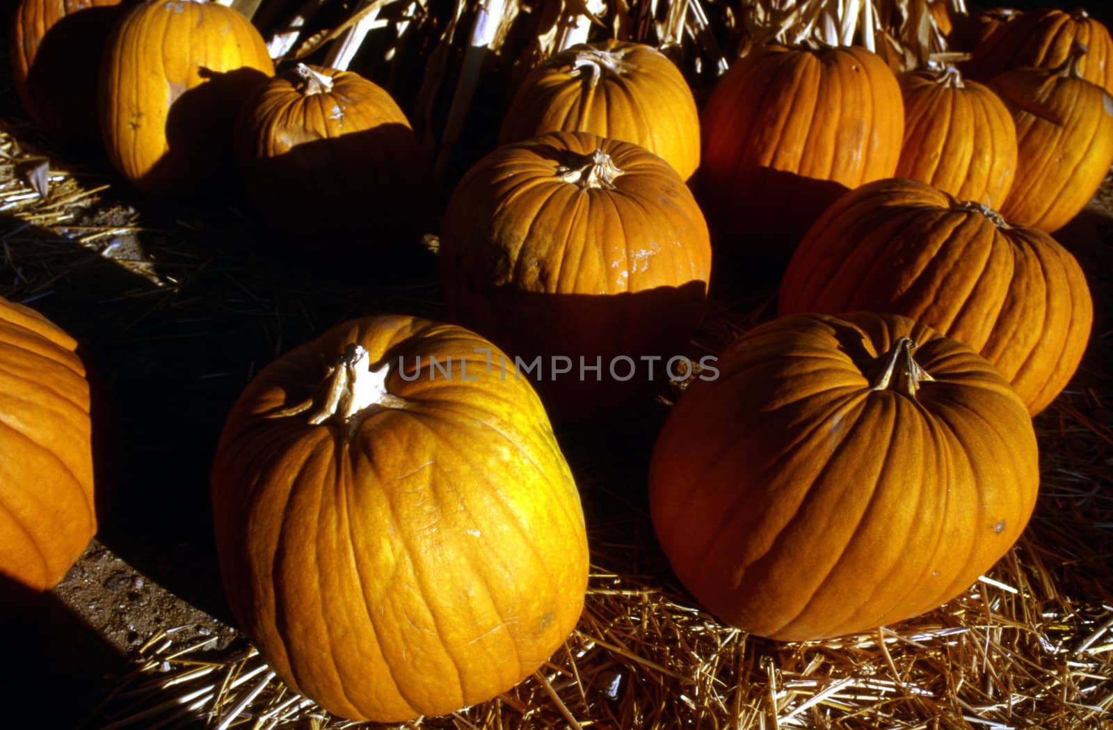 Pumpkins Sale by jol66