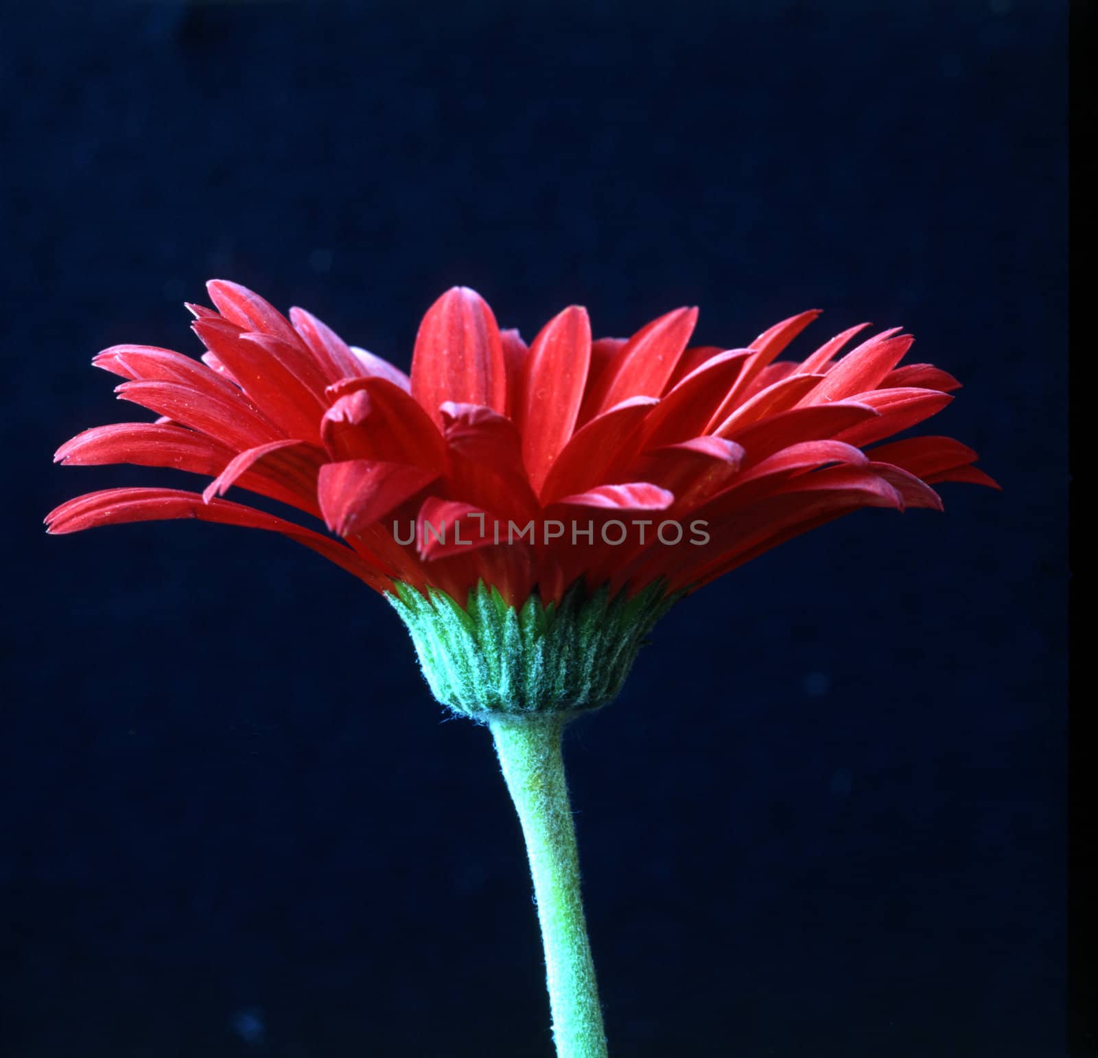 Red Gerbera by jol66