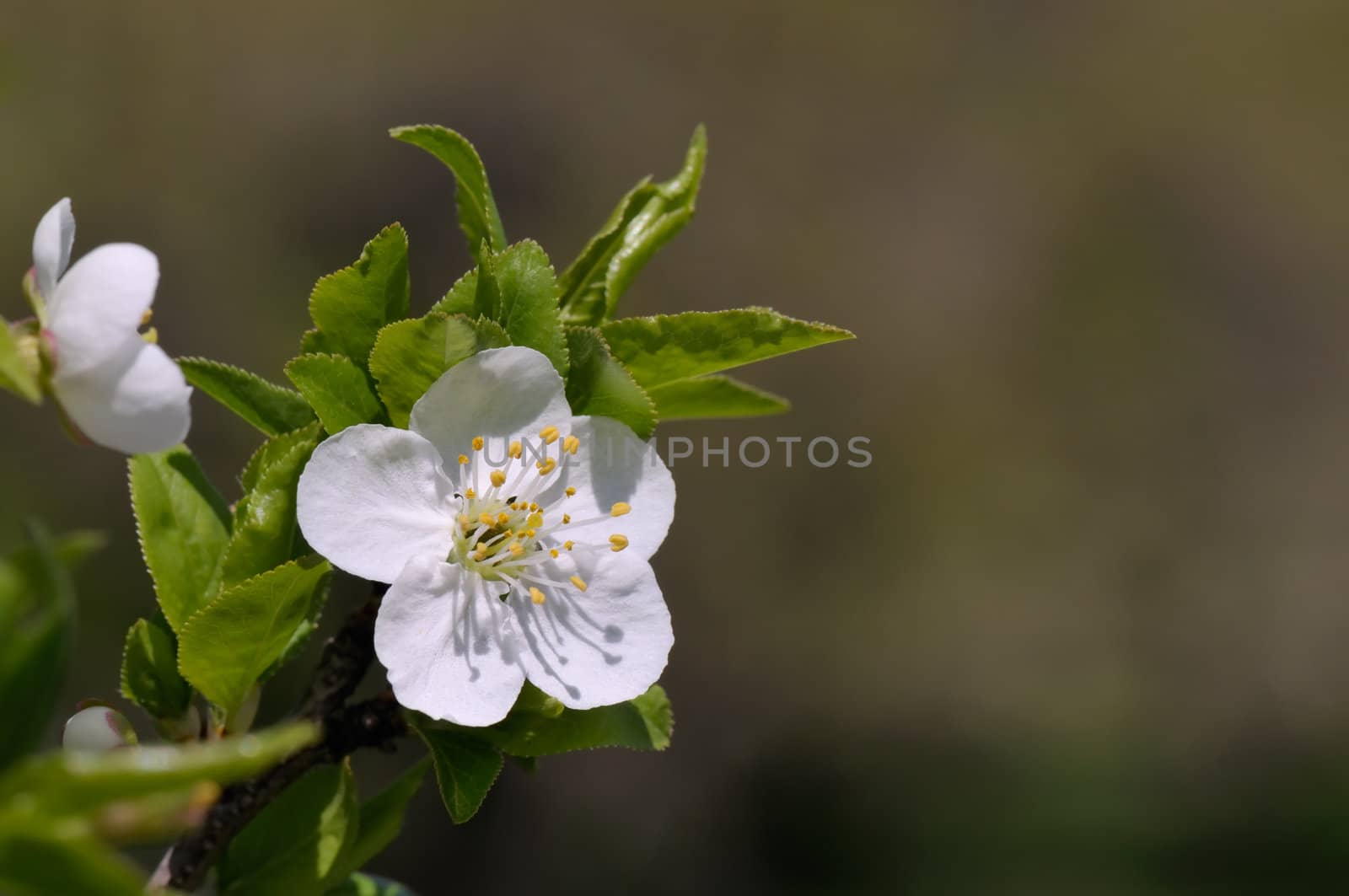 White plum flower in spring on a sunny day with copy space