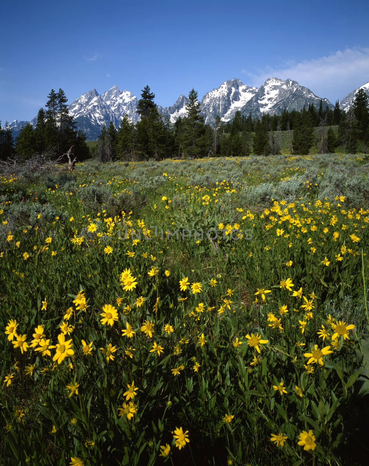 Field of flowers  by jol66