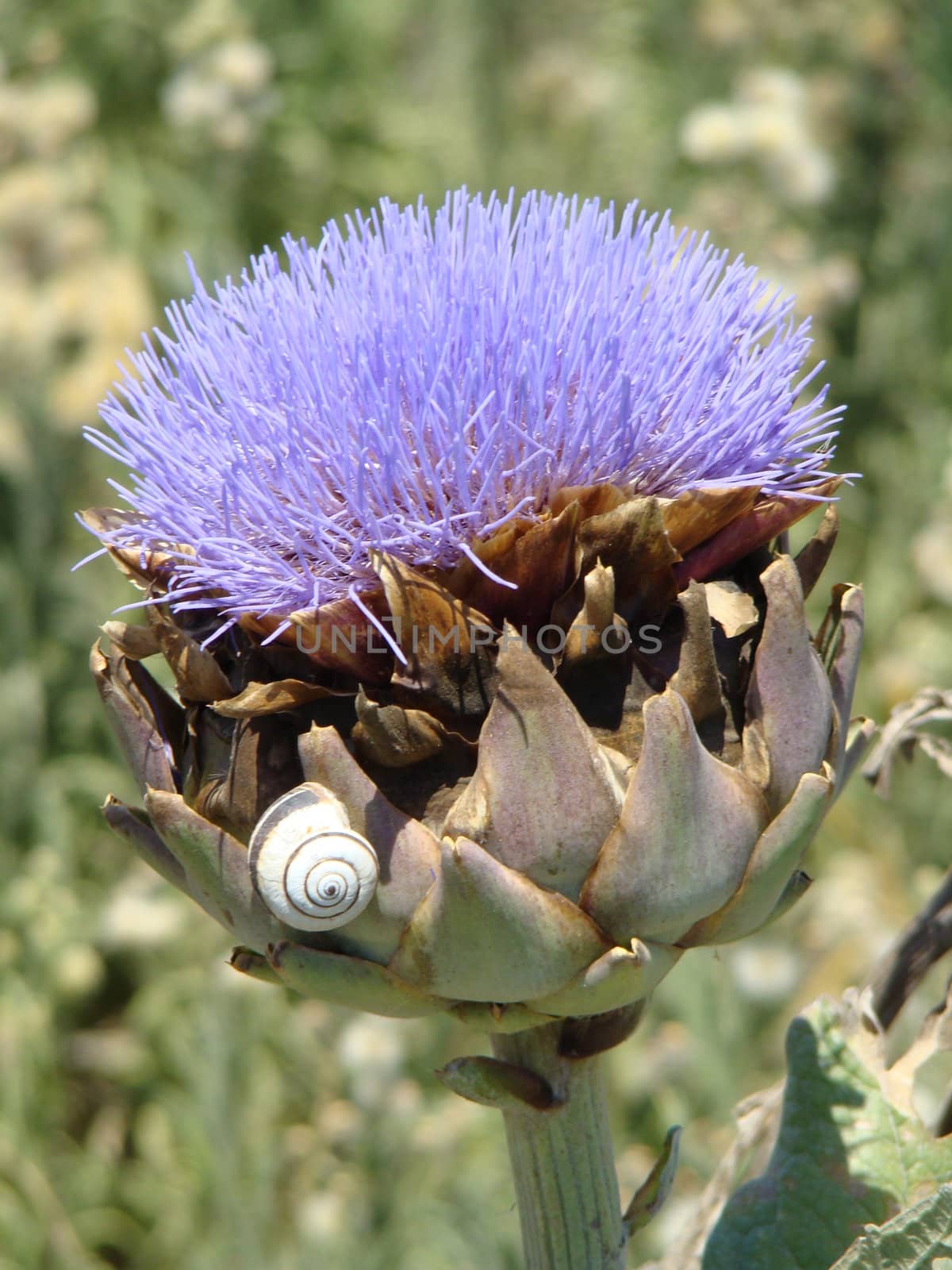 flower of artichoke, taken in Apulia region in Italy