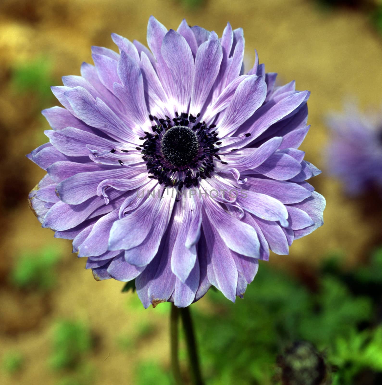 Blooming Anemone