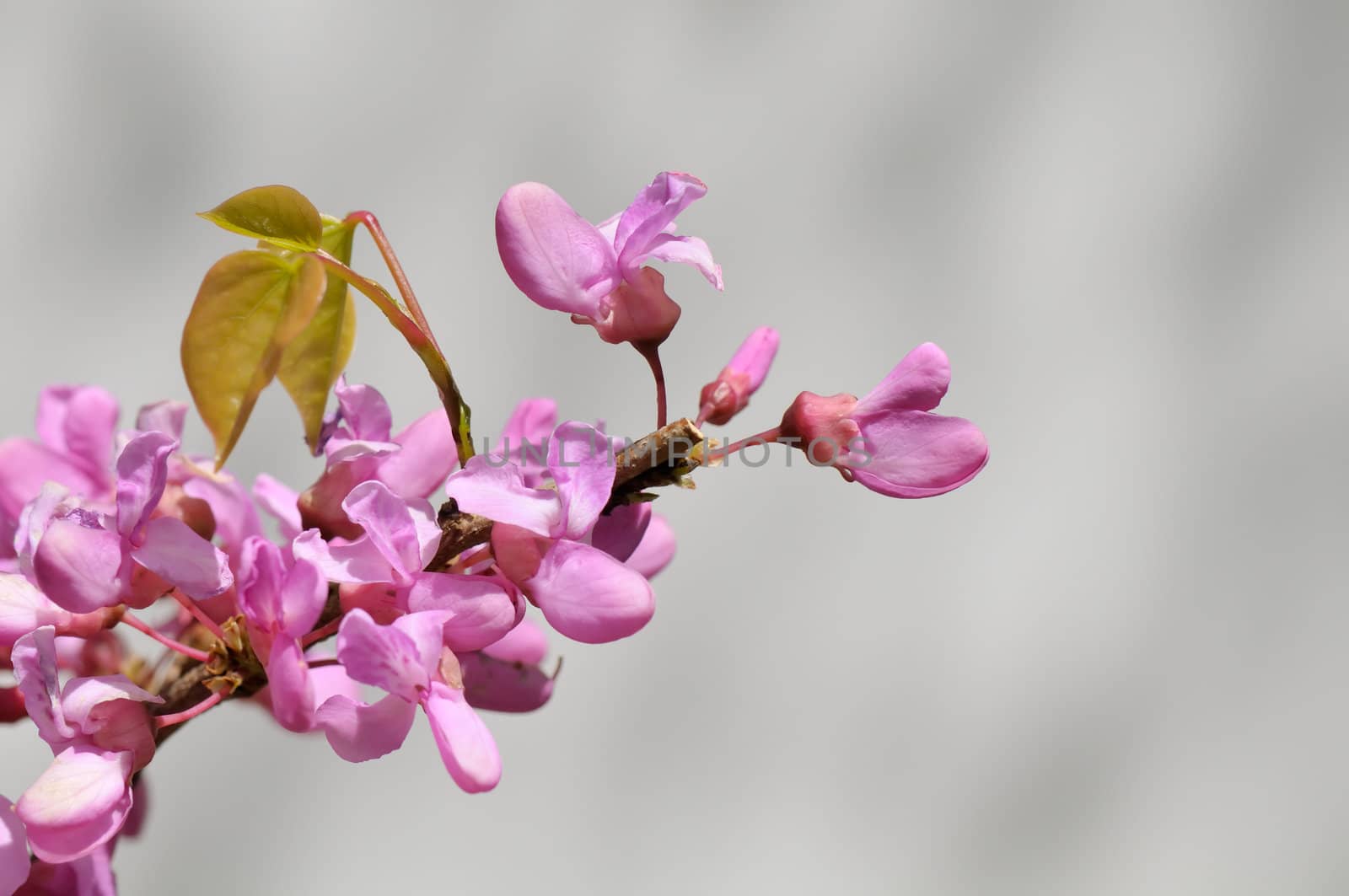 Redbud, also known as Chinese Redbud or Cercis chinensis