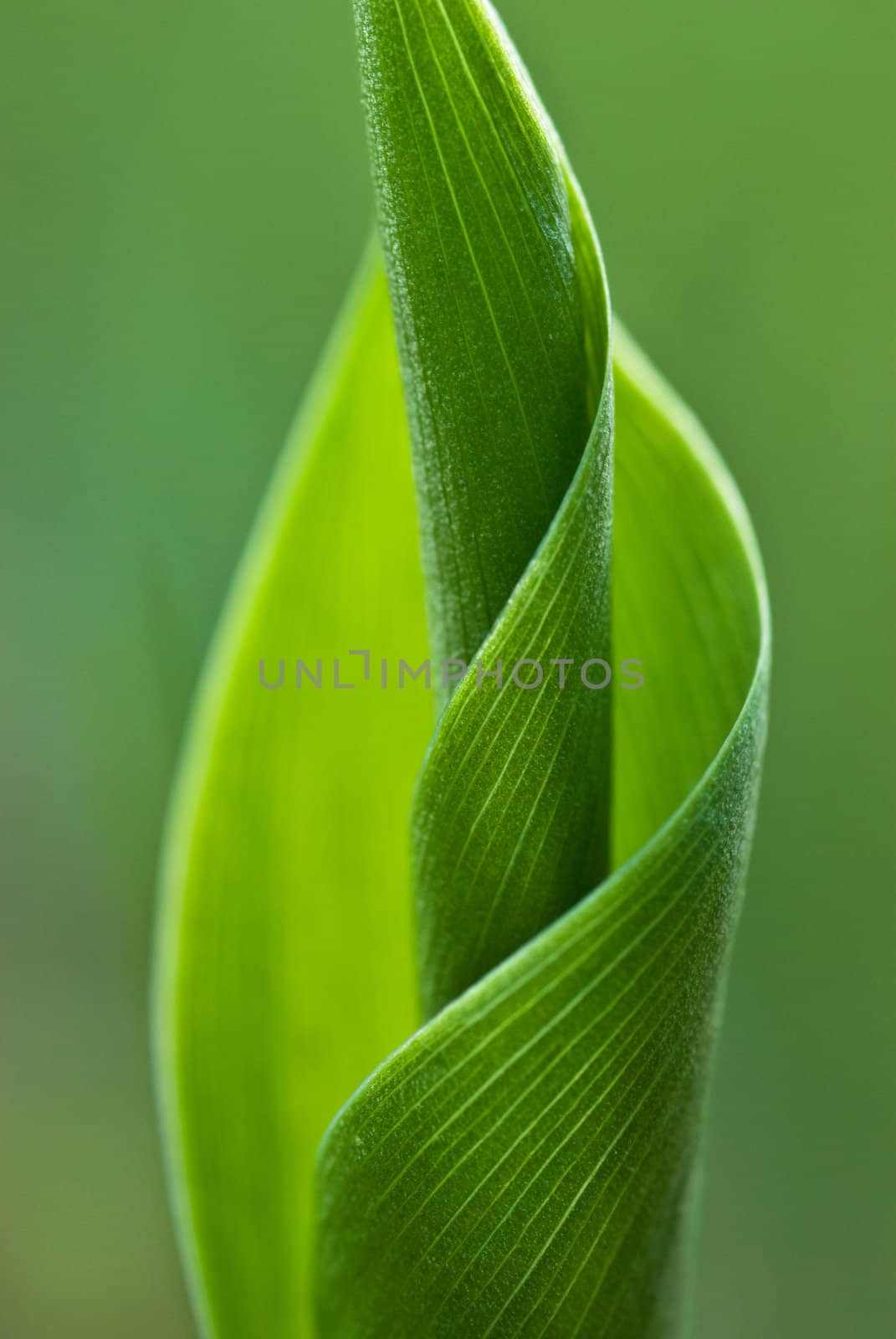 leaf of the lily of the valley