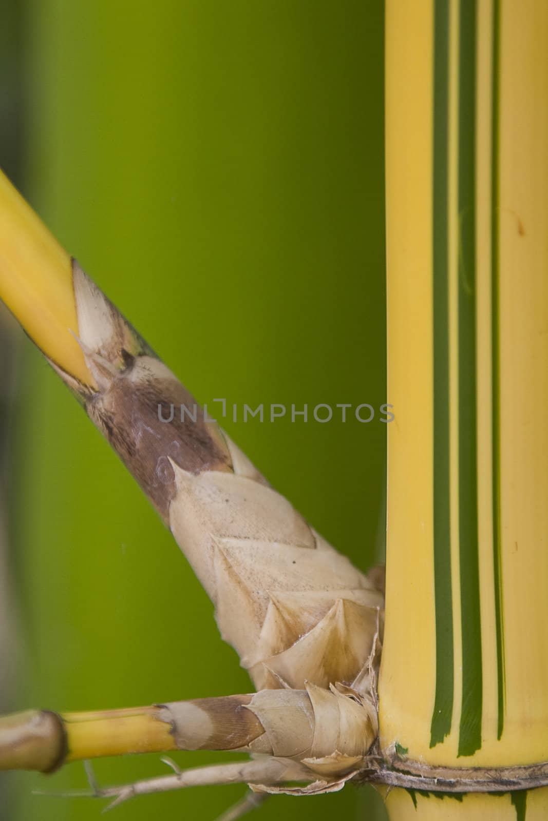 Detail of a bamboo shot, with green background. Focus on the sprout. 