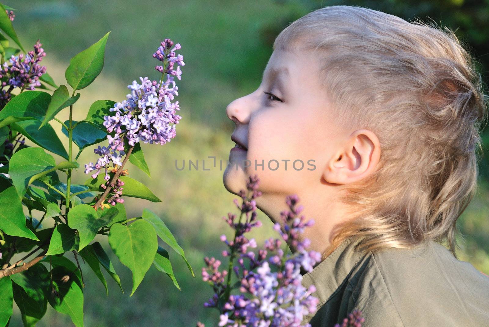 Little blond boy is standing next to the bush of lilac and want to make a little present for mother by Reana