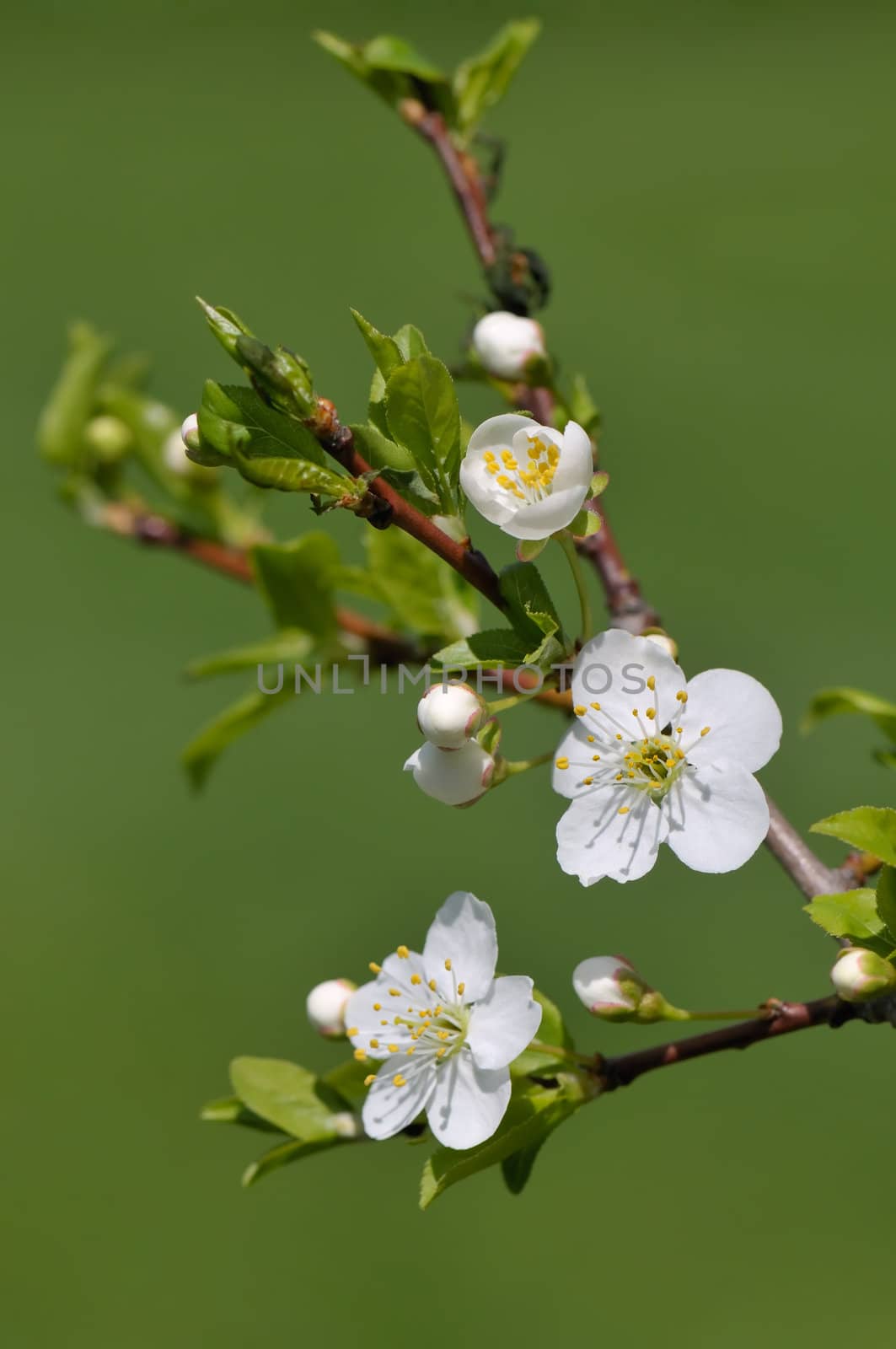White plum flowers in spring on a sunny day