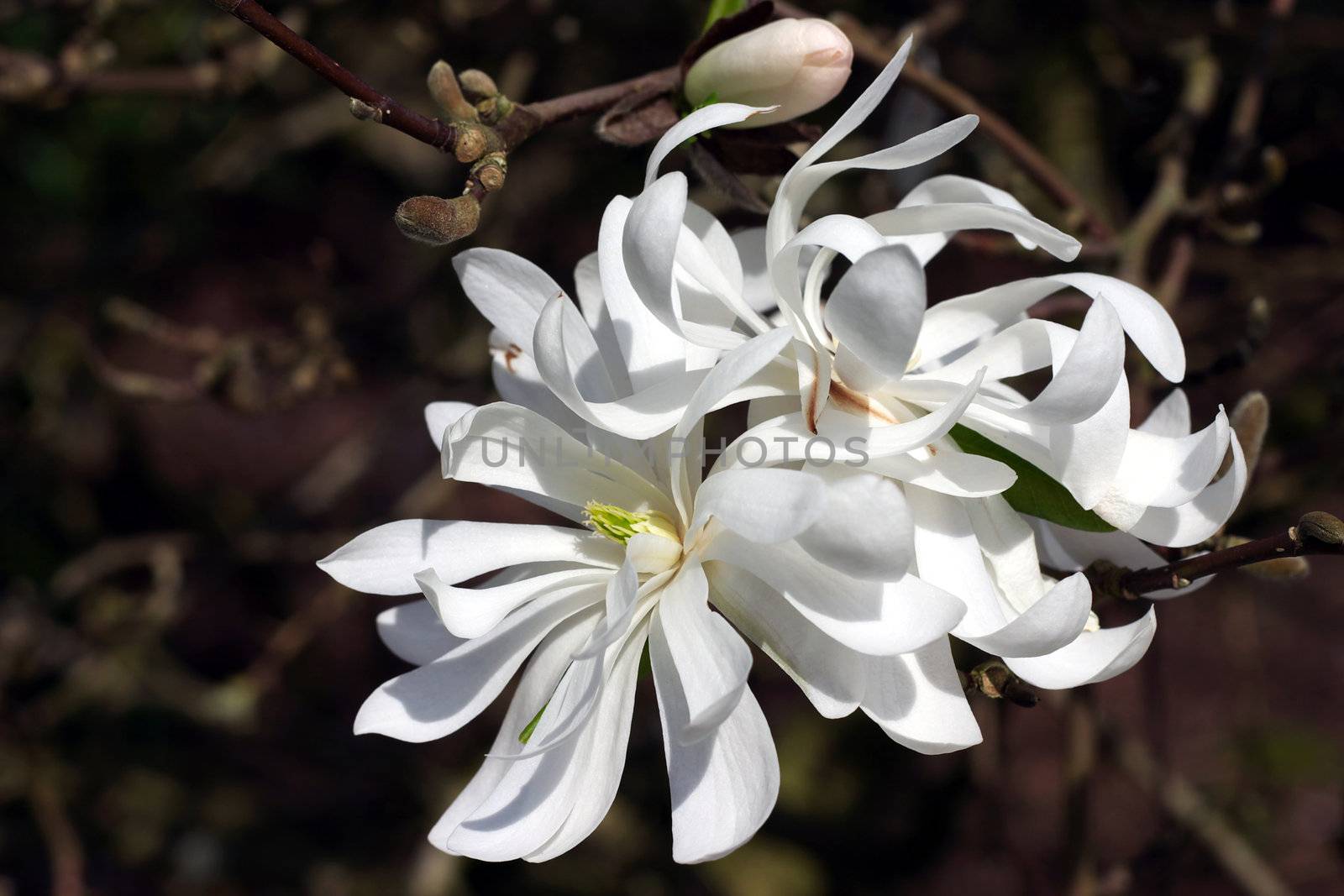 close up of white star magnolia blossom