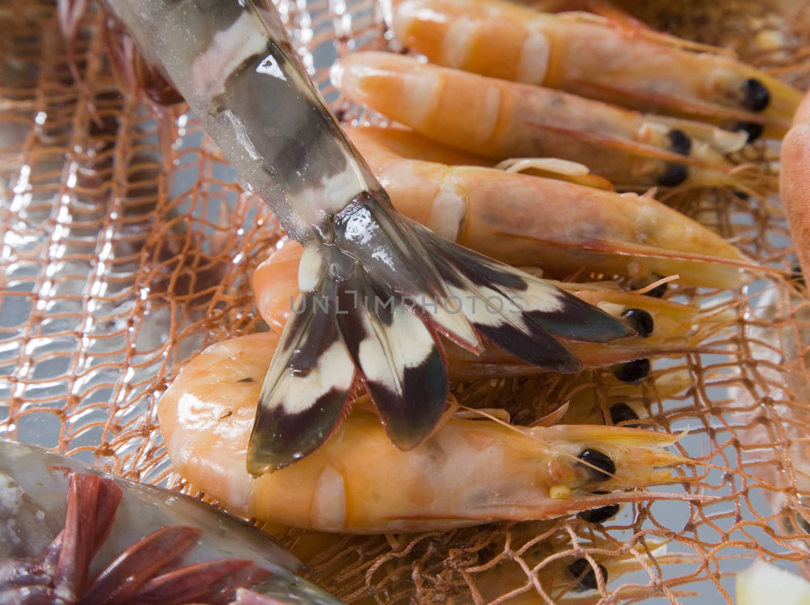 Fresh and delicious seafood - shrimp by PauloResende