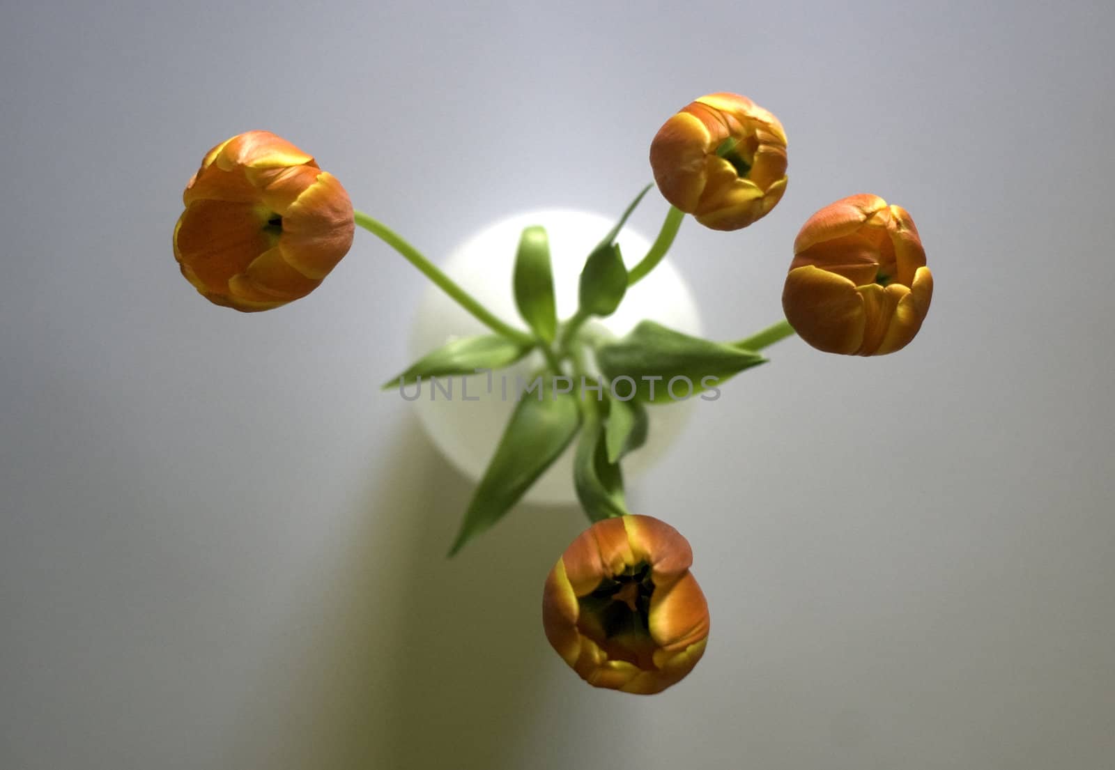 top view of tulips in a white vase 