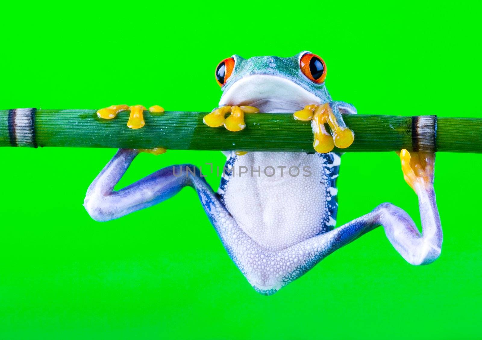Frog - small animal with smooth skin and long legs that are used for jumping.