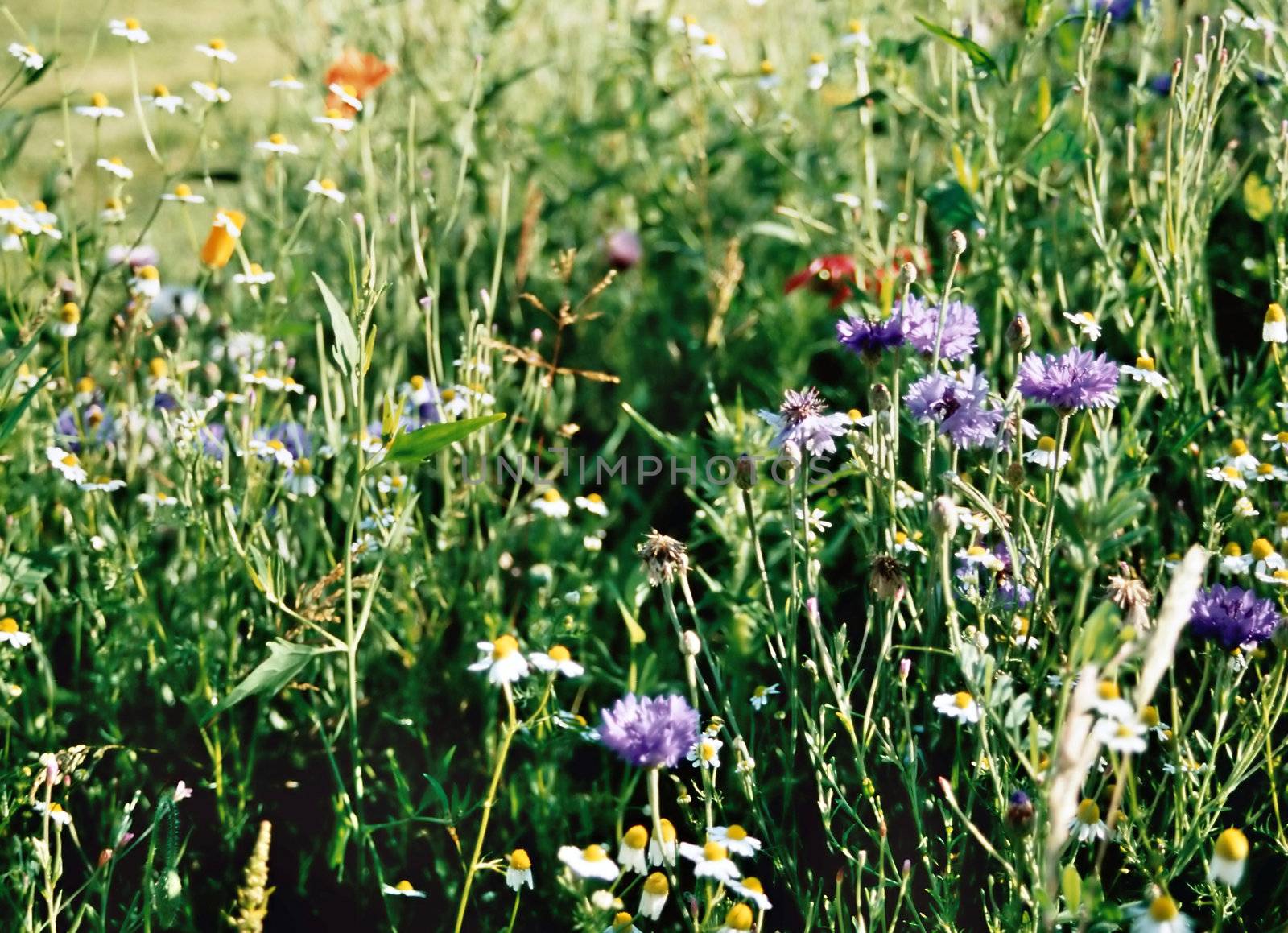 summer meadow with different wild flowers