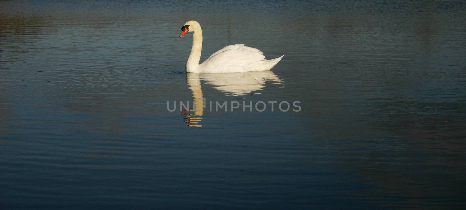 Swan 1 by hospitalera