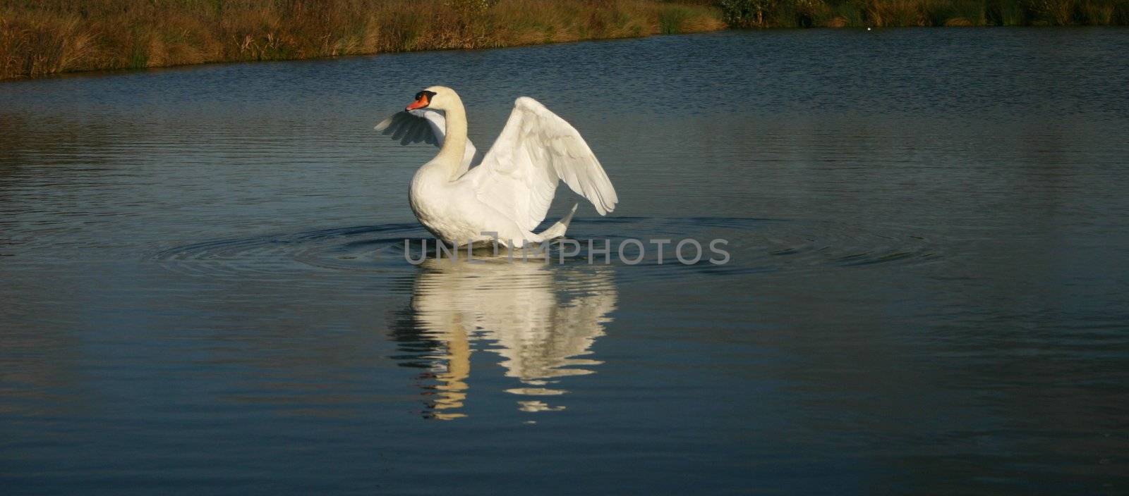beautiful white swan swimming and stretching its wings