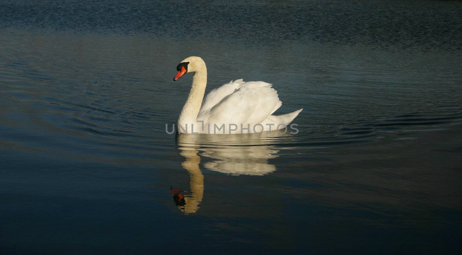 Swan by hospitalera