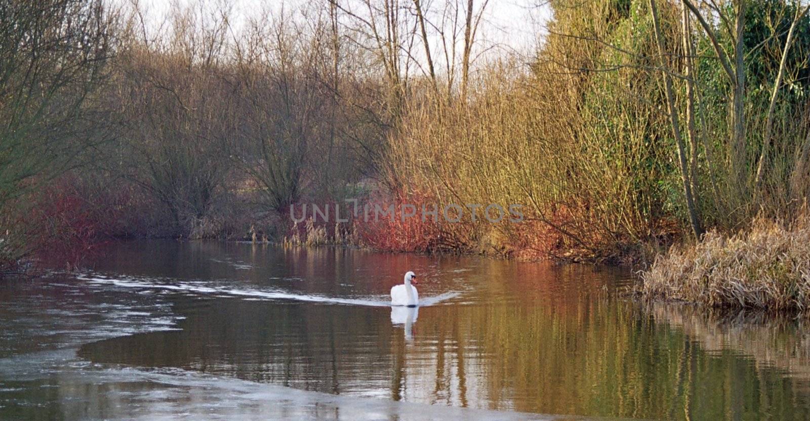 beautiful white swan swimming towards you