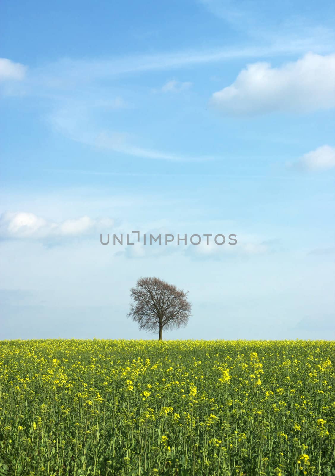 tree with green yellow rape field and blue sky