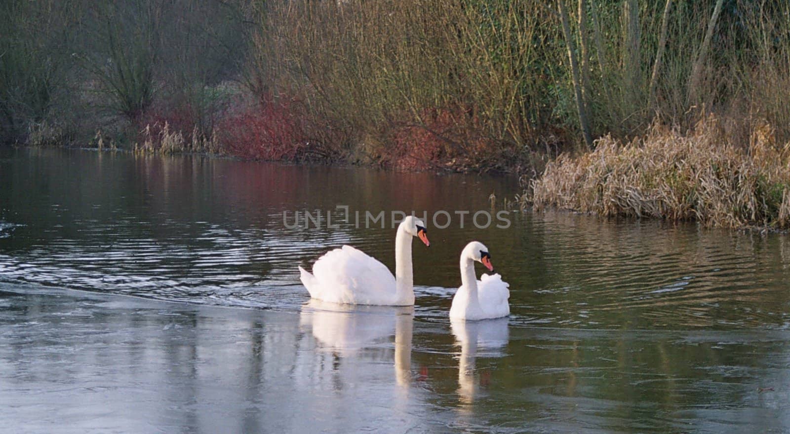 two swans in autumn fall