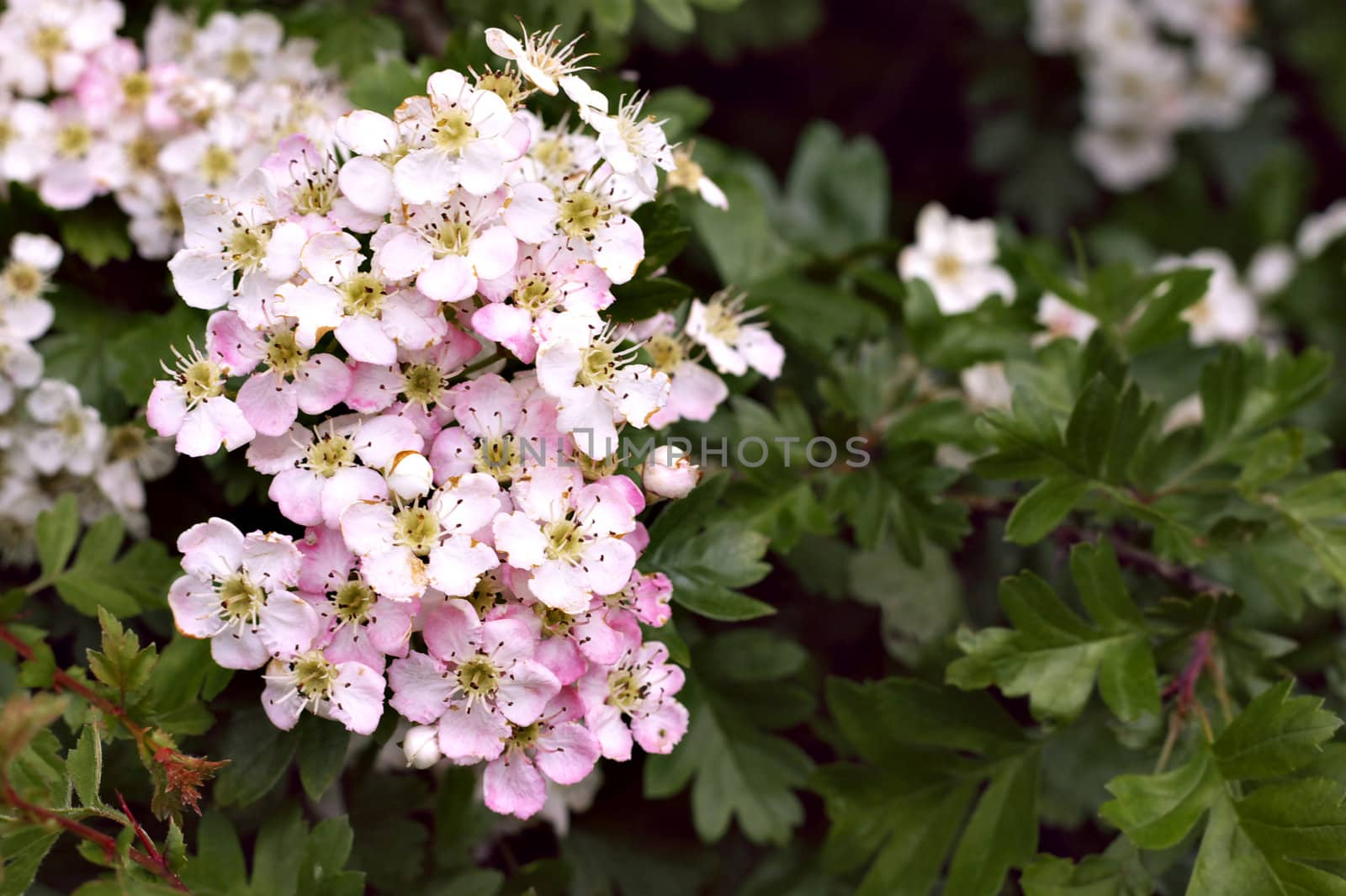 rose tinted version of white thorn flowers, common hawthorn or Crataegus monogyna, also known as May, Maythorn, Quickthorn, and Haw, used as hedges or as natural remedy for the heart.