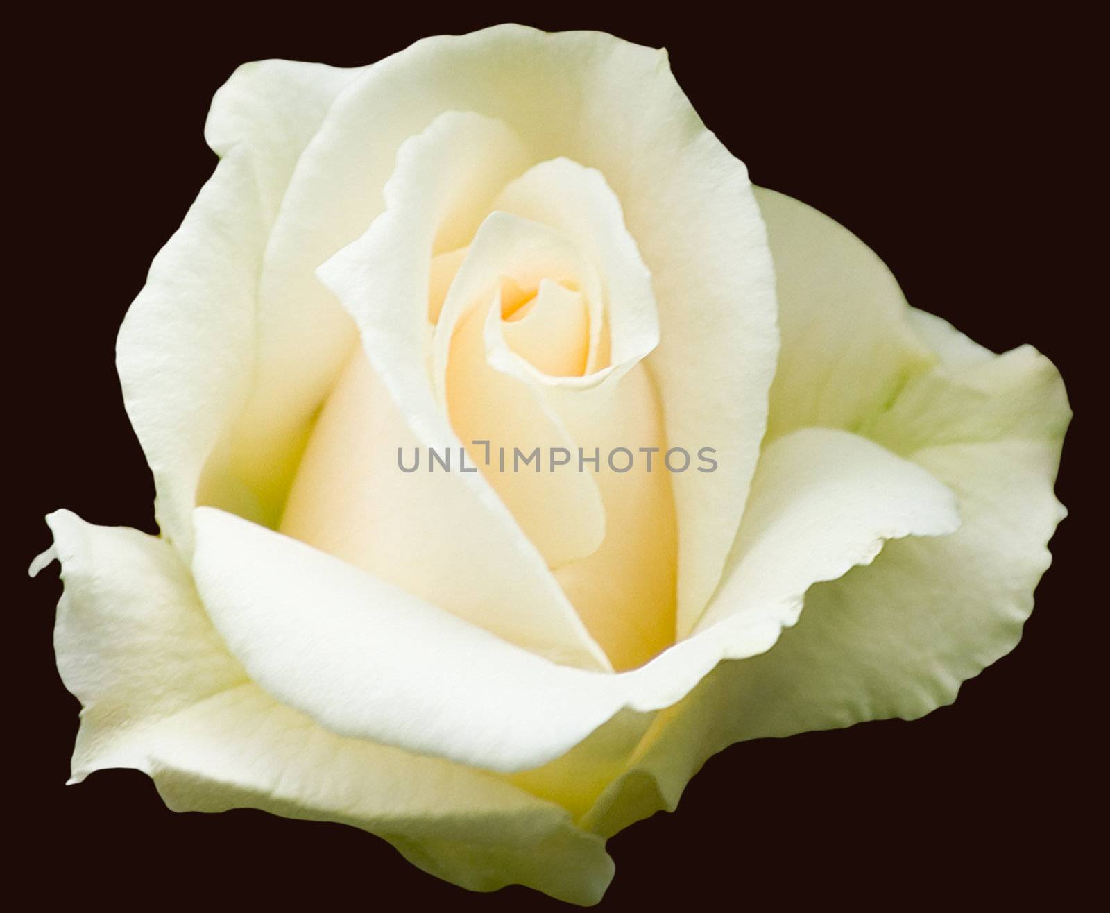 Hybrid Tea rose "Pascali" (clipping path included)