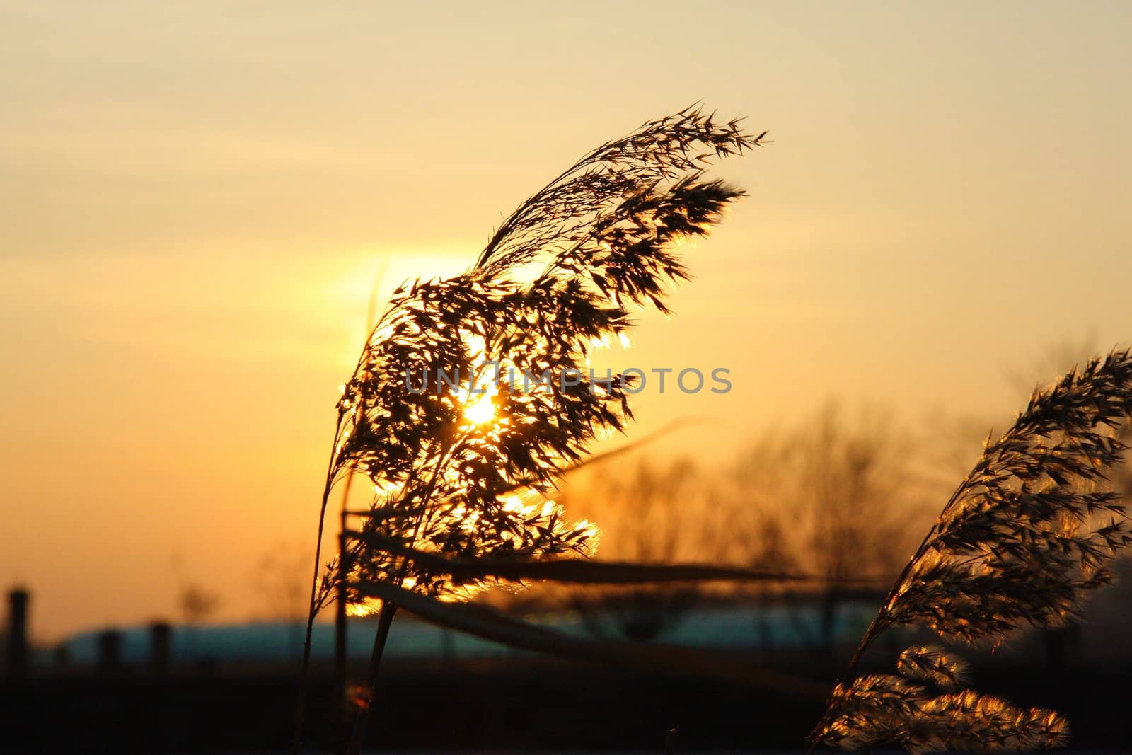 Cane on the sunset by rozhenyuk