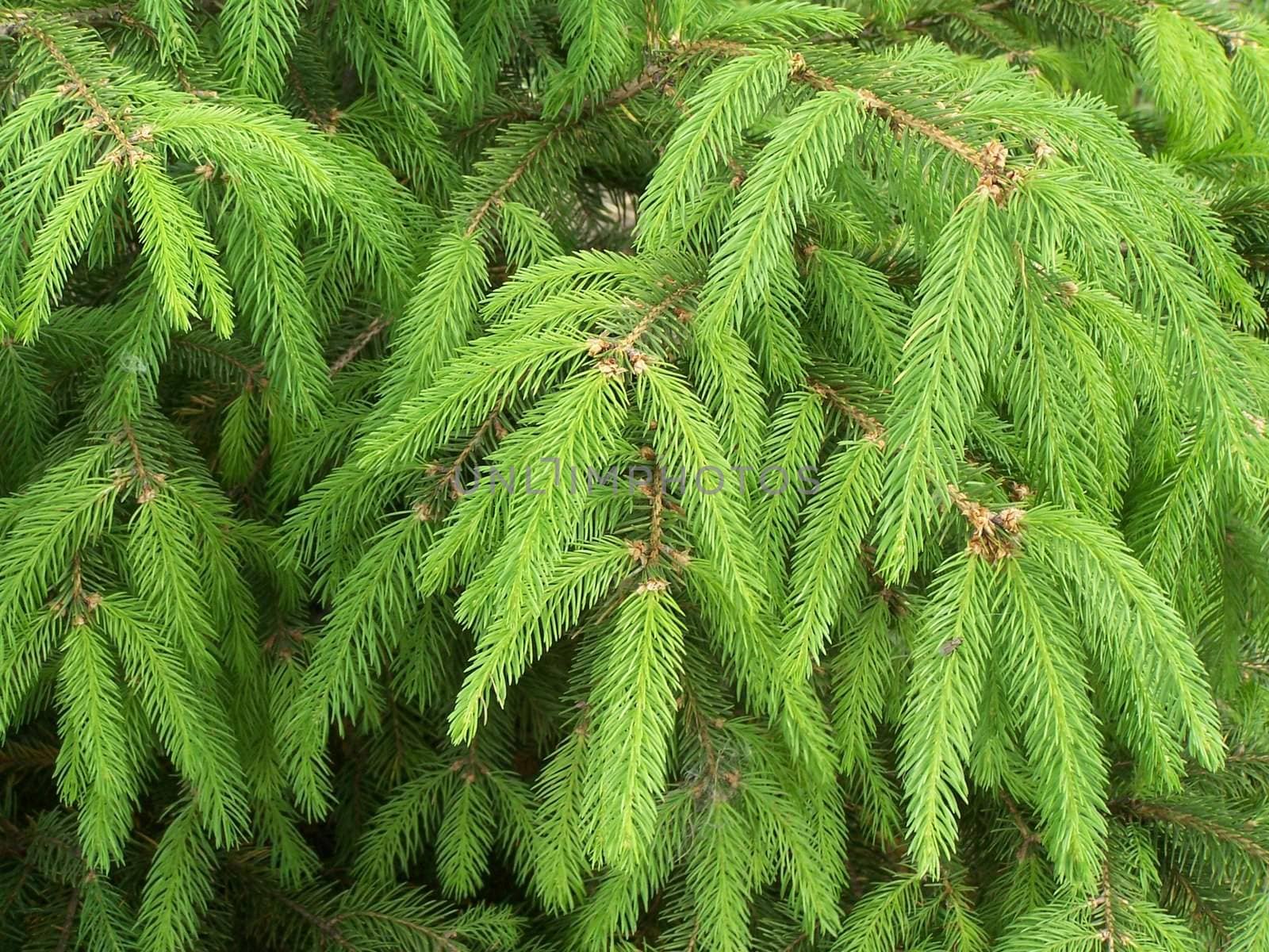 Close up of the young pine branches.