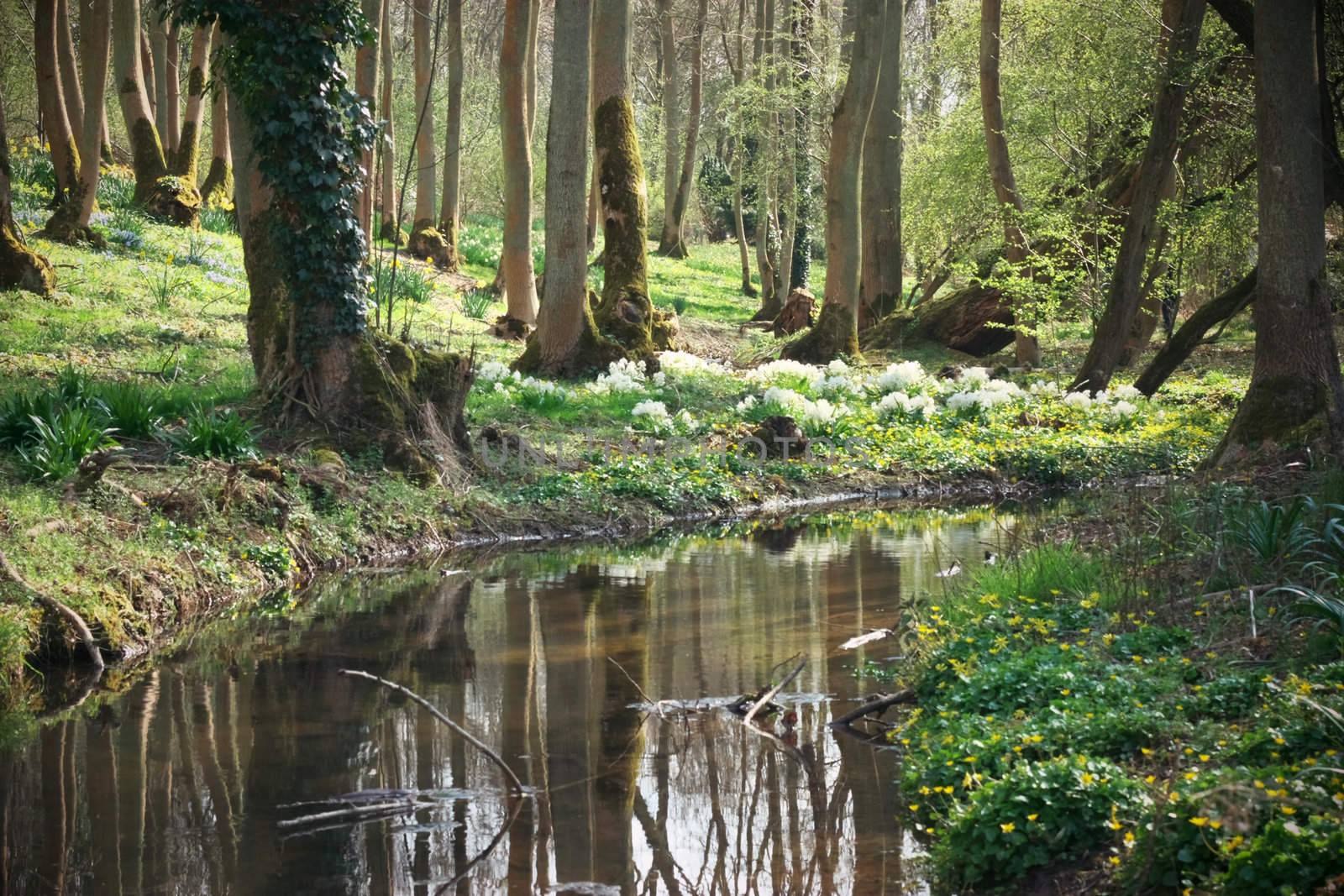 stream flowing through woodland