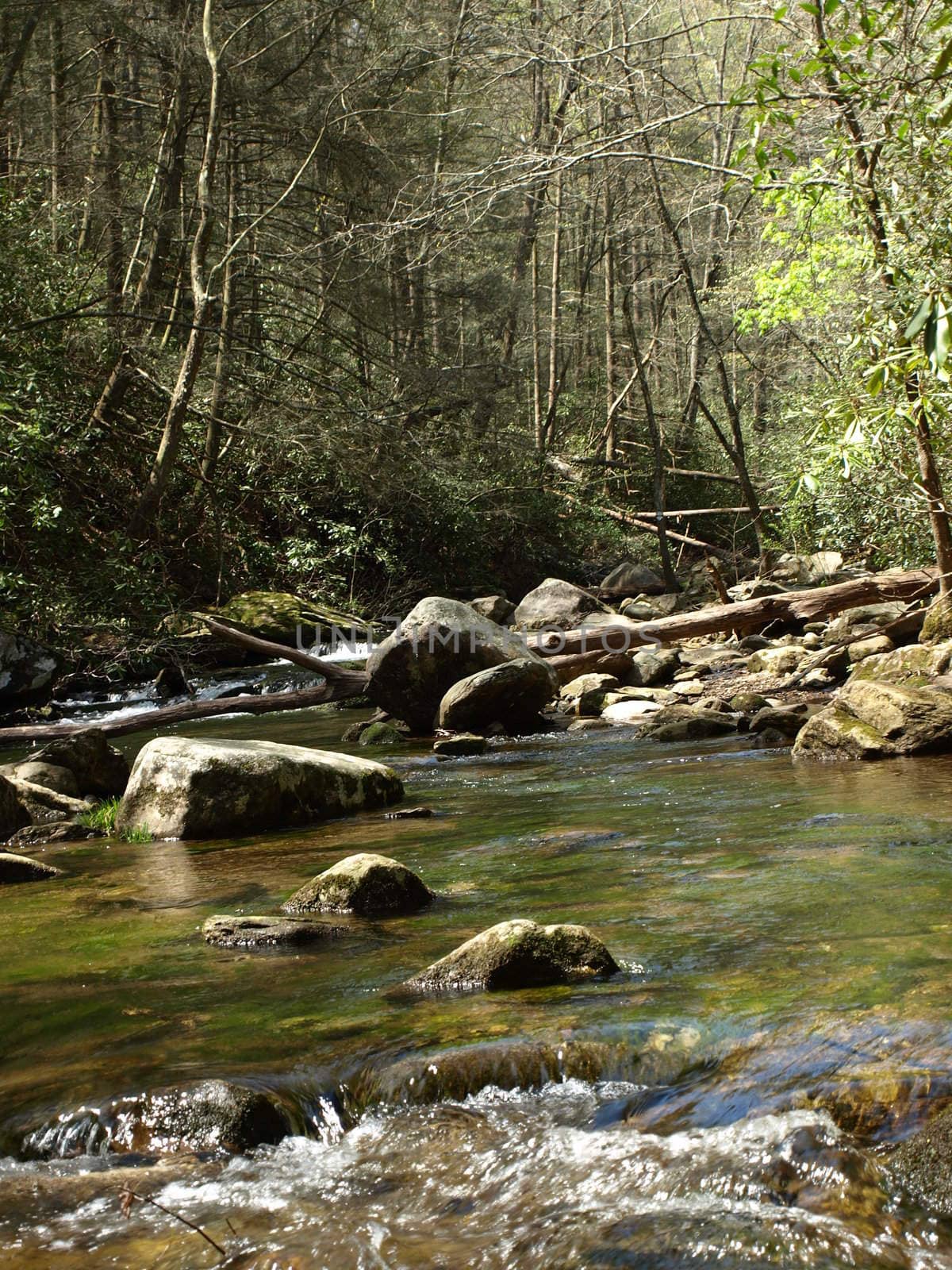 A rural creek in North Carolina during the spring