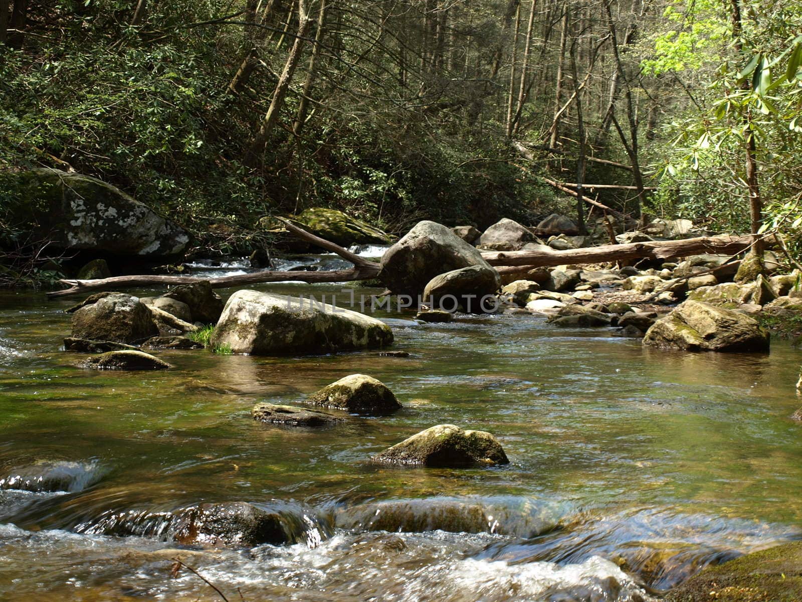 A creek in rural North Carolina during the spring