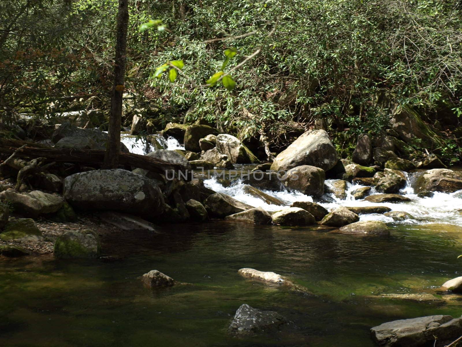 North Carolina stream in the spring of the year