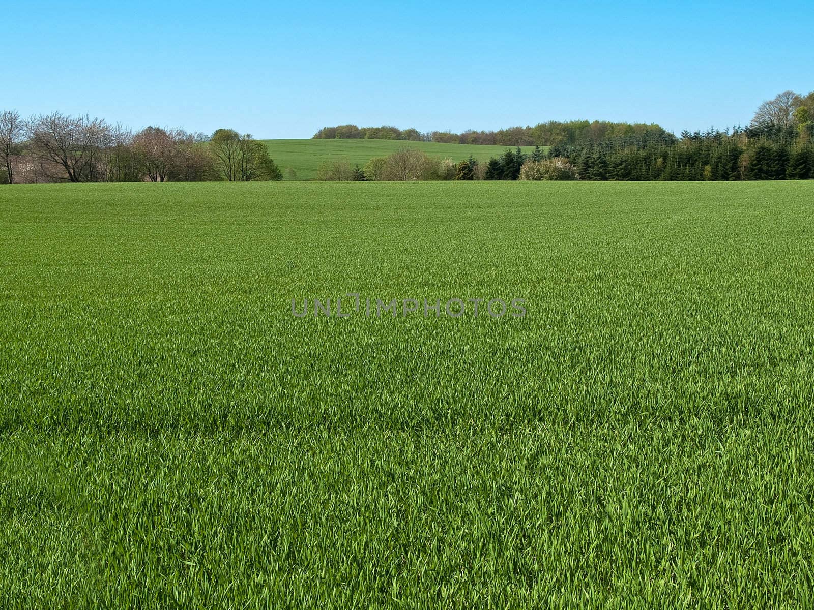 Green grass field with blue sky background by Ronyzmbow