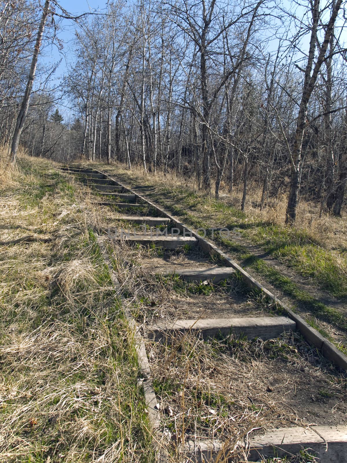 Steps along a path through a forest.