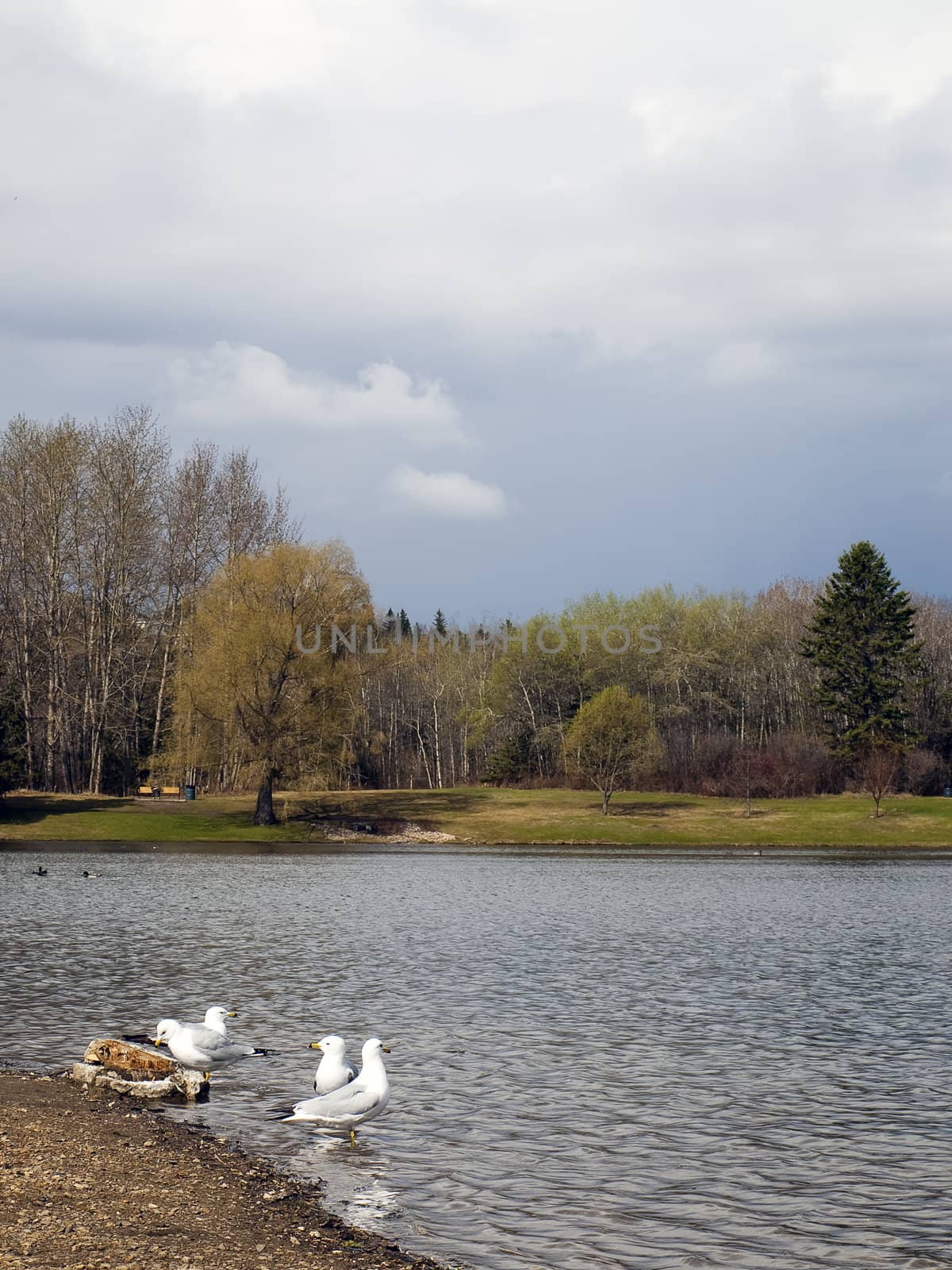 Gulls by the Pond by watamyr