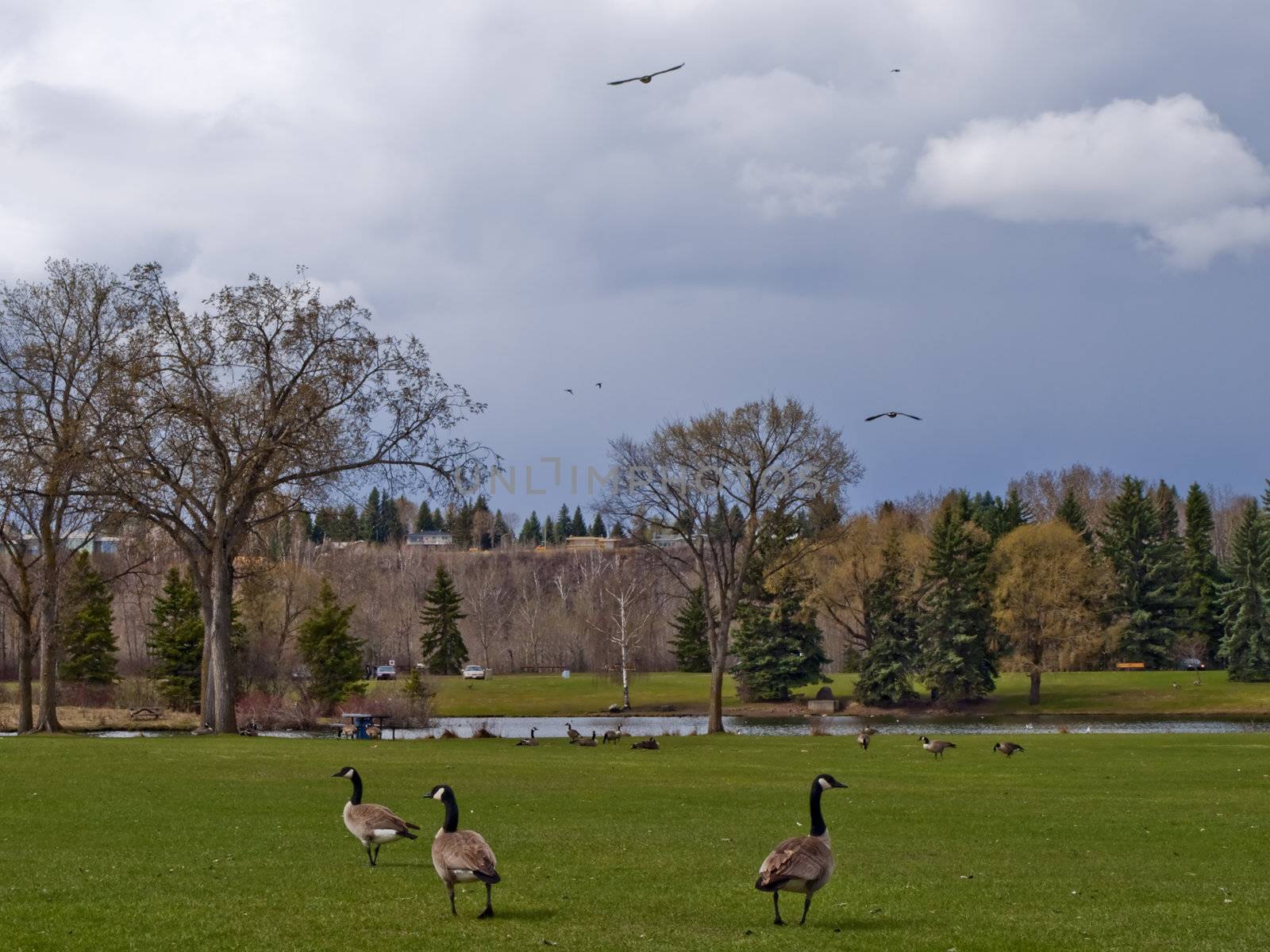 Several Canadian Geese take over Hawrelak Park in Edmonton, Alberta, Canada.