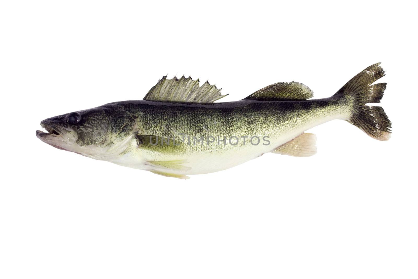 Walleye (Sitzostedion Viterum) isolated by dcwcreations