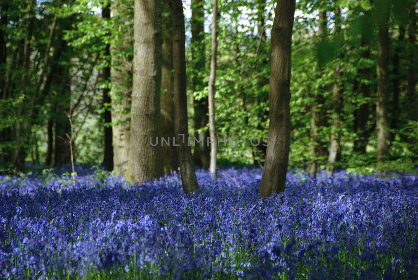 Bluebell woods by Jez22