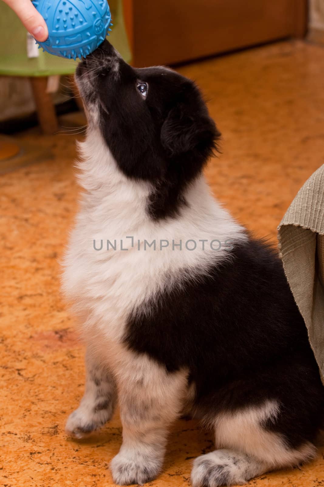 samoed puppy play with toy
