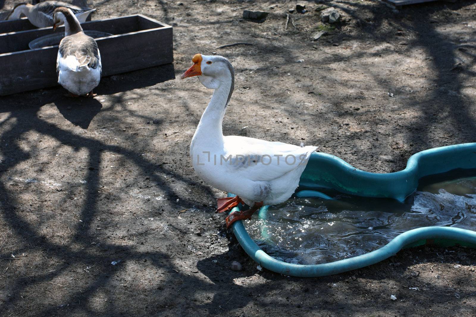 geese, goose, house, bird, village, animal, industries, rural