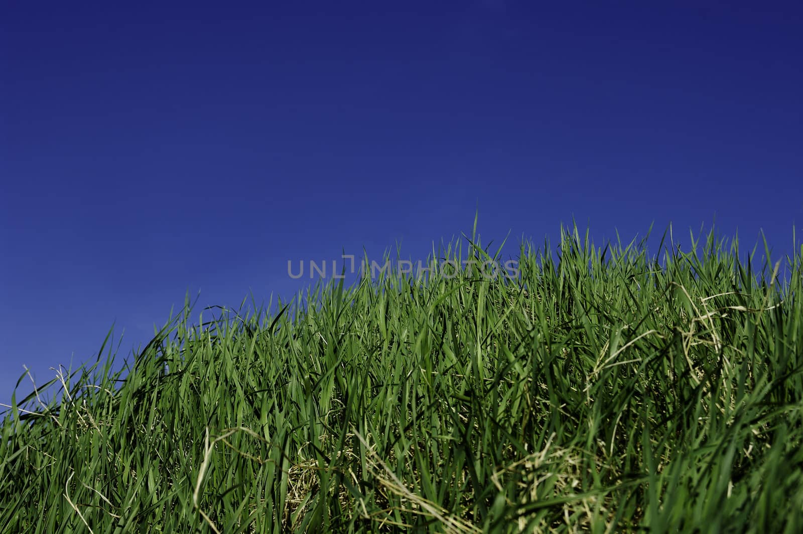 Green grass and sky for background. A nice clear summerday