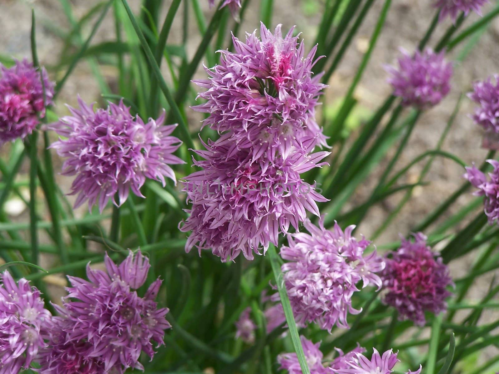 Cornflowers by Lessadar