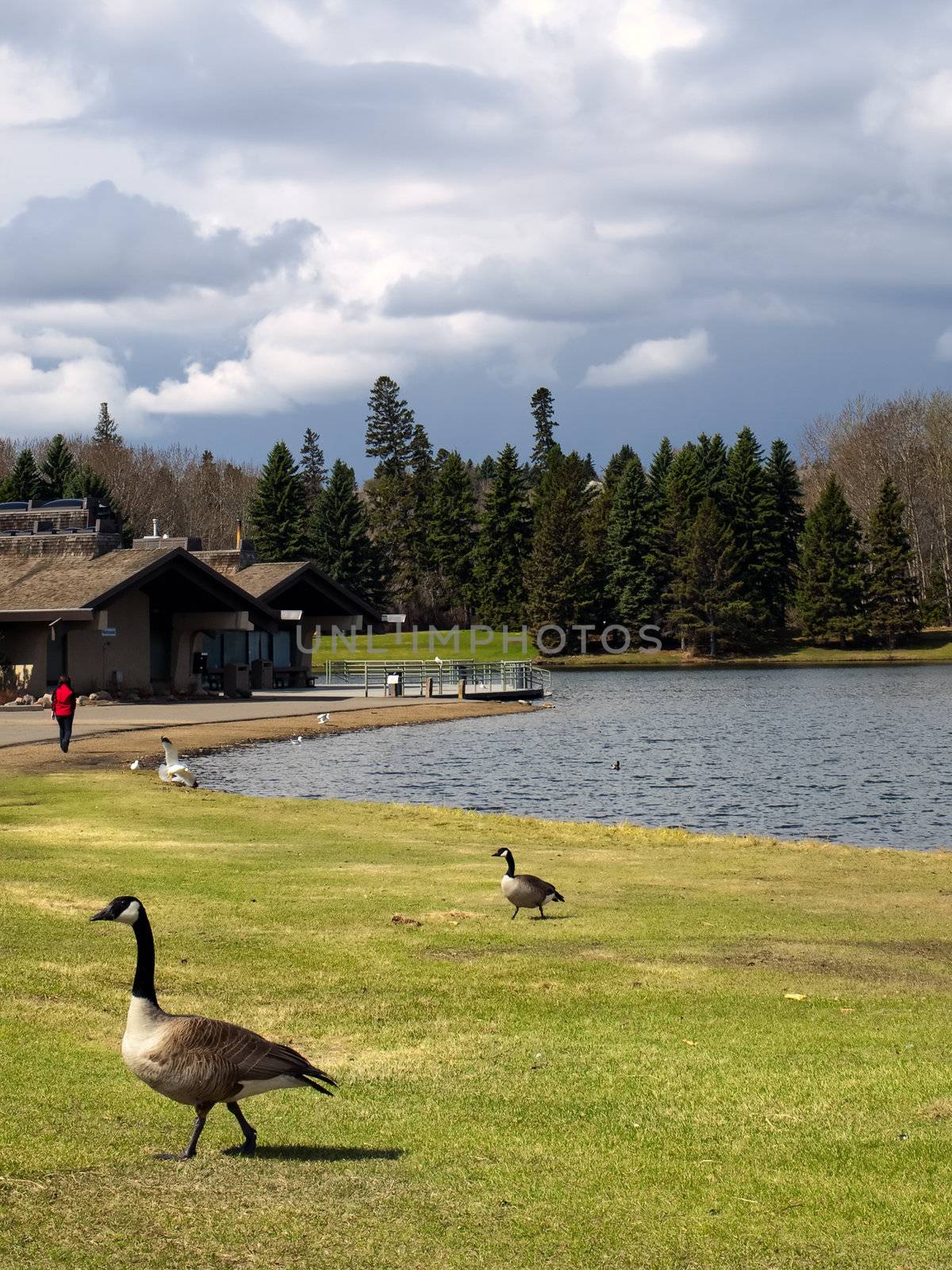 Canadian Geese feeding and lounging in a park early in the spring.