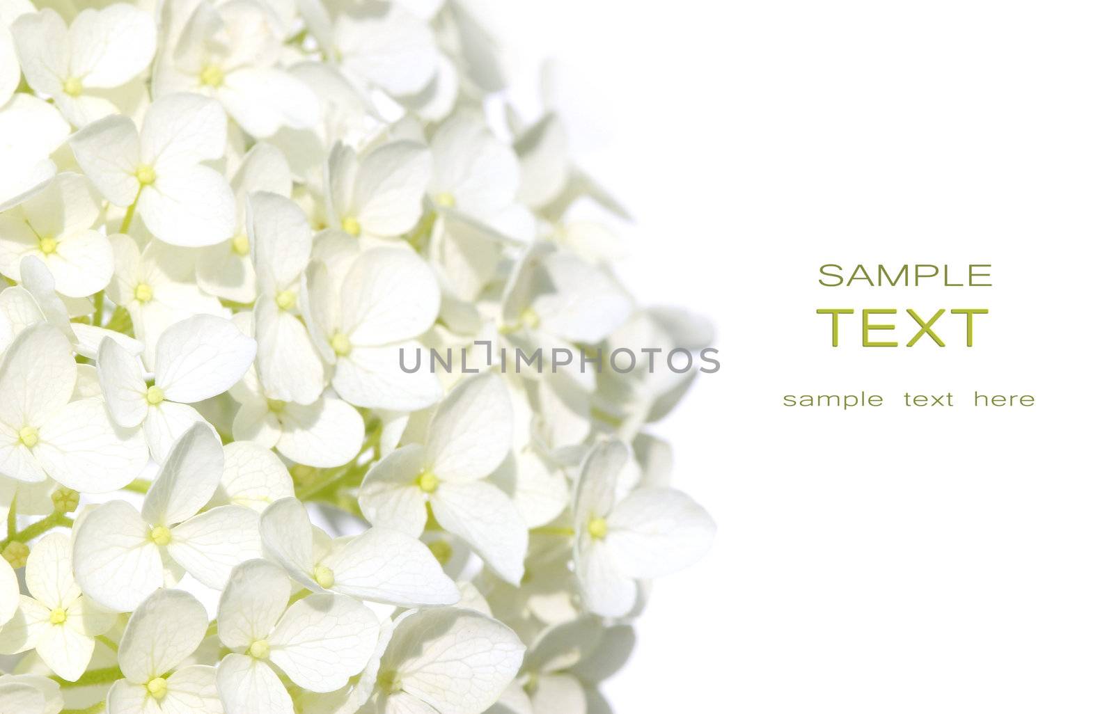 White hydrangea flowers against white background