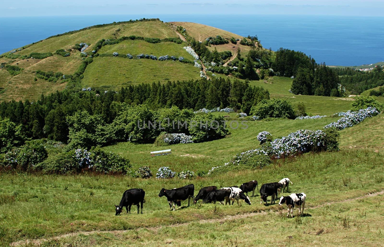 Cows in the hills of Sao Miguel, The Azores Islands, Portugal